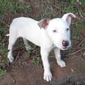 Photo of Franc *$150 Adoption Fee*