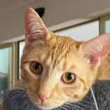 Photo of Pumpkin