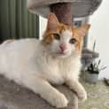 Photo of Nemo 
