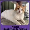 Photo of Nemo 
