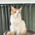 Photo of Nemo 