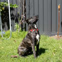 Photo of Vinnie