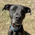 Photo of Stitch