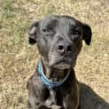 Photo of Stitch