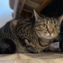 Photo of Bongo ** 2nd Chance Cat Rescue**