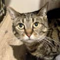 Photo of Bongo ** 2nd Chance Cat Rescue**
