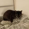 Photo of Fang **2nd Chance Cat Rescue**