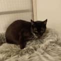 Photo of Fang **2nd Chance Cat Rescue**
