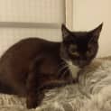 Photo of Fang **2nd Chance Cat Rescue**