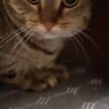 Photo of Nala Now Piper 