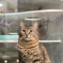 Photo of Oakley