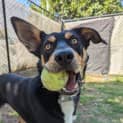 Photo of Rex