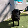 Photo of Coco