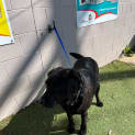 Photo of Coco
