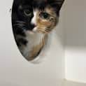 Photo of Candy