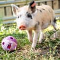 Photo of Pigachu
