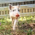 Photo of Pigachu