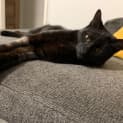 Photo of Toothless