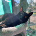 Photo of Toothless