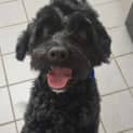 Photo of Skye   3 Year Old Cavoodle (Trial)