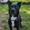 Photo of 🤠 Buddy C04576 🤠