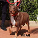 Photo of Bear