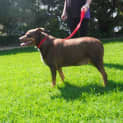 Photo of Bear