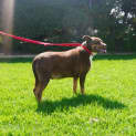 Photo of Bear