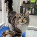 Photo of Pippin 