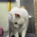 Photo of Snowball
