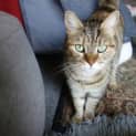 Photo of Layla