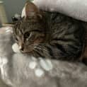 Photo of Smudge