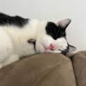 Photo of Patch