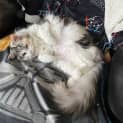 Photo of Caramel Swirl 