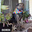 Photo of Bondi