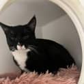 Photo of Sylvester