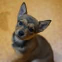 Photo of Gunner