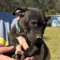 Photo of Ham   9 Week Old Staffy X (Trial)