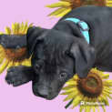 Photo of Ham   9 Week Old Staffy X (Trial)