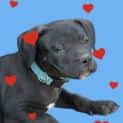 Photo of Ham   9 Week Old Staffy X (Trial)