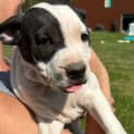 Photo of Ravioli 10 Week Old Staffy X (Trial 5/10/23)