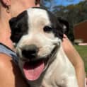 Photo of Ravioli 10 Week Old Staffy X (Trial 5/10/23)
