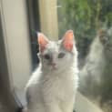 Photo of Willow