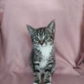 Photo of Rosalie 