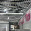 Photo of Kitten Meet Me At Petstock Mornington Nepean Hwy 