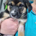 Photo of Lily