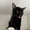 Photo of Cracker