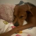 Photo of Sandy