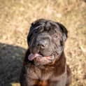 Photo of Hank