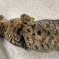 Photo of Comet